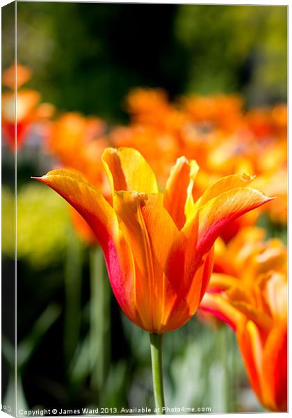 Vivid Orange Tulip Canvas Print by James Ward