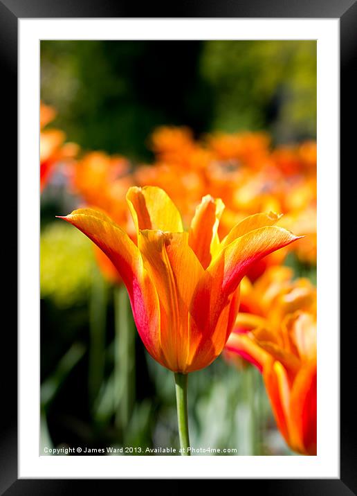 Vivid Orange Tulip Framed Mounted Print by James Ward