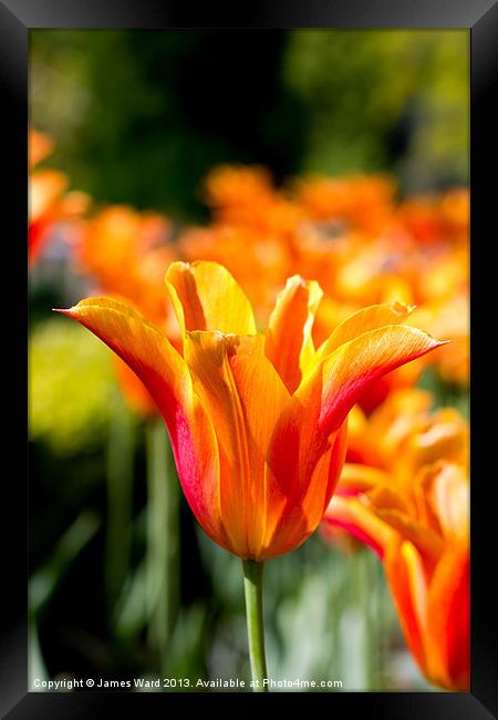 Vivid Orange Tulip Framed Print by James Ward
