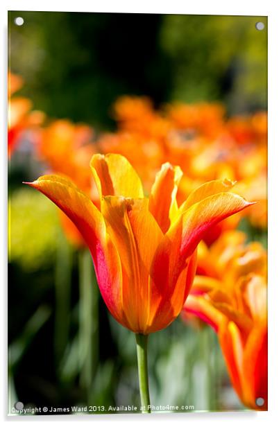 Vivid Orange Tulip Acrylic by James Ward