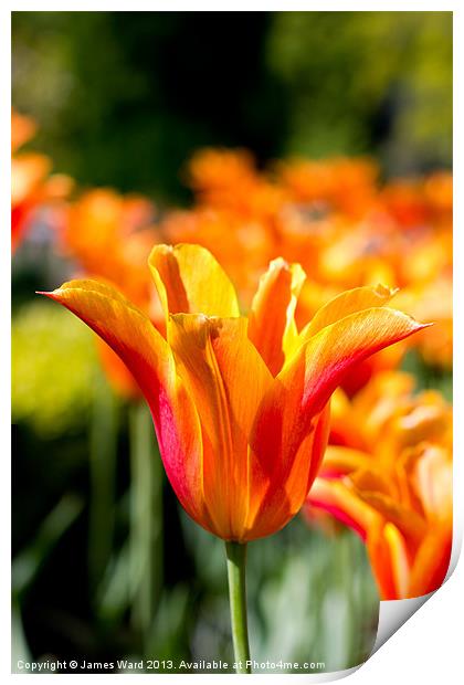 Vivid Orange Tulip Print by James Ward