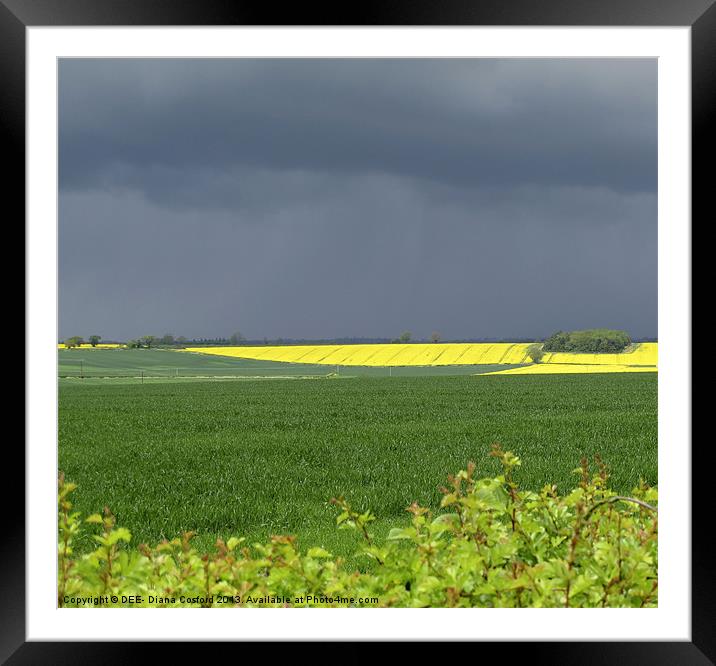 Rapeseed Oil Field Storm Yellow Framed Mounted Print by DEE- Diana Cosford
