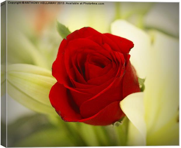 THE ROSE Canvas Print by Anthony Kellaway