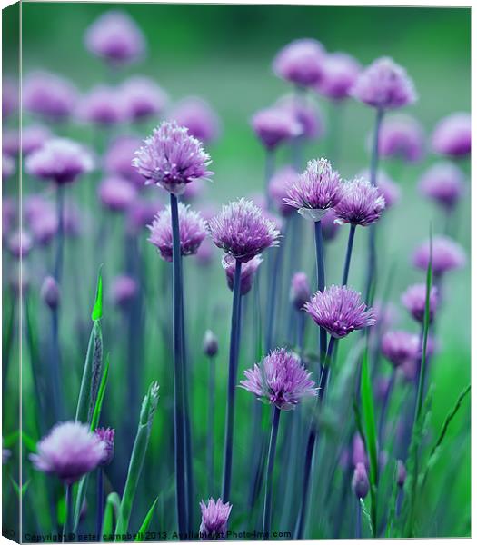 Purple Flowers Canvas Print by peter campbell