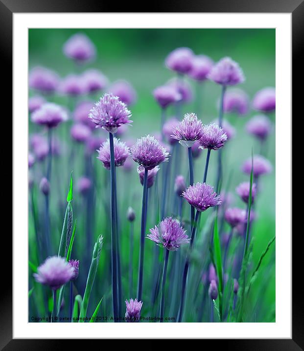 Purple Flowers Framed Mounted Print by peter campbell