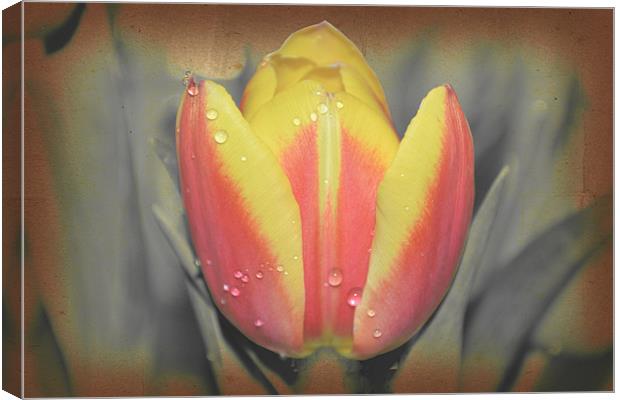 Tulip with water drops. Canvas Print by Nadeesha Jayamanne