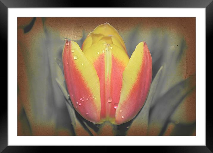 Tulip with water drops. Framed Mounted Print by Nadeesha Jayamanne