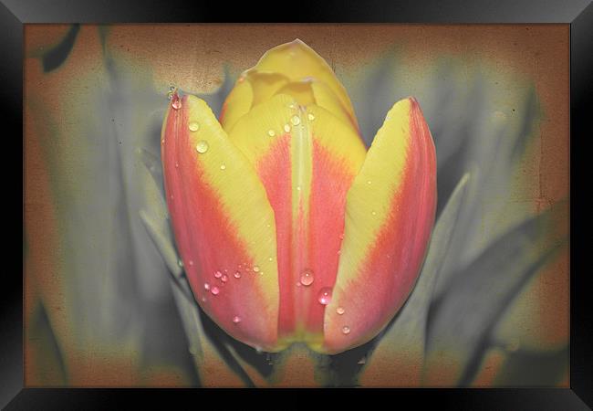 Tulip with water drops. Framed Print by Nadeesha Jayamanne