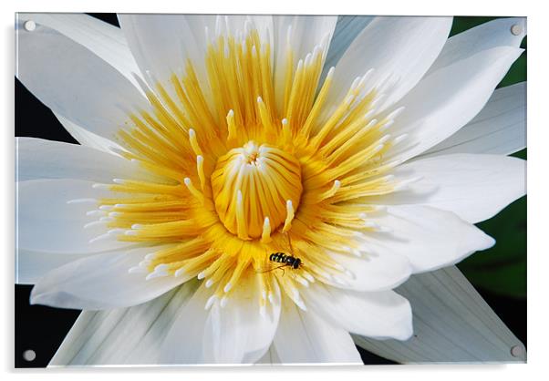 Wasp on a flower Acrylic by Gö Vān