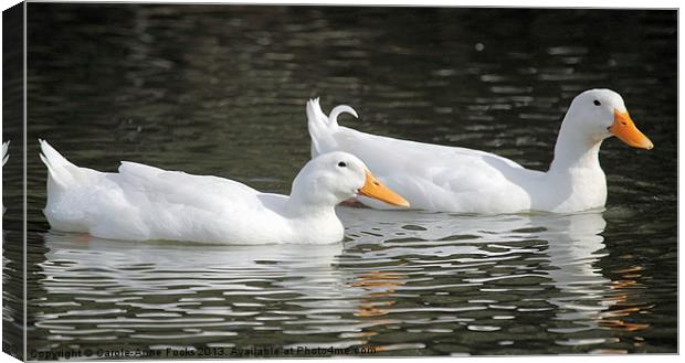 Loving Pair of Ducks Canvas Print by Carole-Anne Fooks