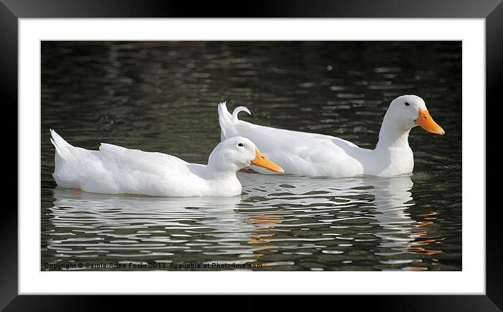 Loving Pair of Ducks Framed Mounted Print by Carole-Anne Fooks