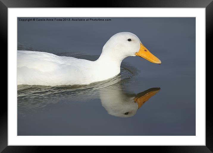 Reflective Duck Framed Mounted Print by Carole-Anne Fooks