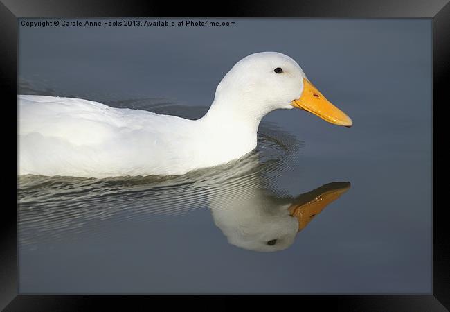 Reflective Duck Framed Print by Carole-Anne Fooks