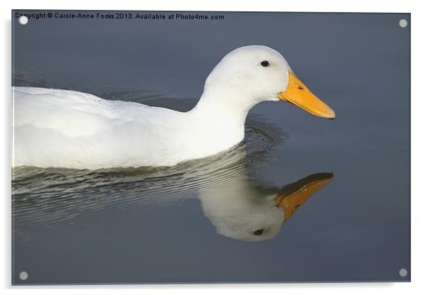Reflective Duck Acrylic by Carole-Anne Fooks