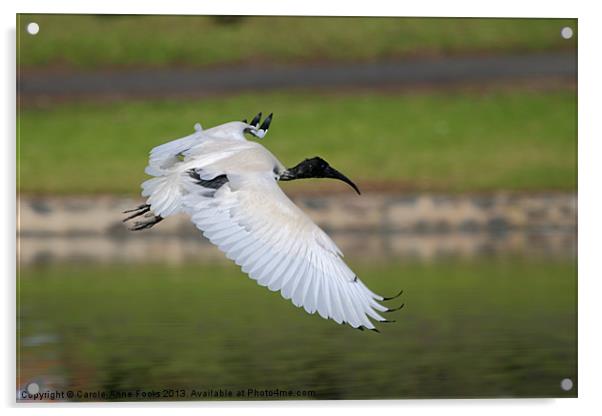 Australian White Ibis in Flight Acrylic by Carole-Anne Fooks