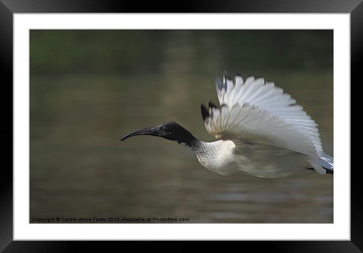 Flying Into Frame Framed Mounted Print by Carole-Anne Fooks
