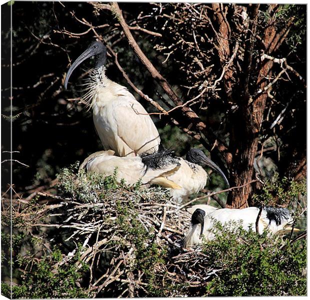 Australian White Ibis Nesting Canvas Print by Carole-Anne Fooks