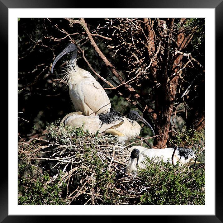 Australian White Ibis Nesting Framed Mounted Print by Carole-Anne Fooks