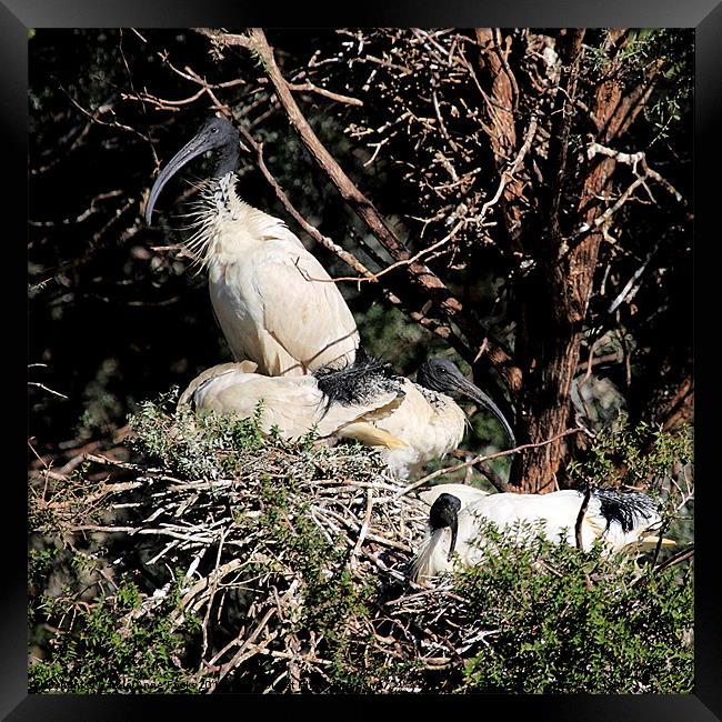 Australian White Ibis Nesting Framed Print by Carole-Anne Fooks