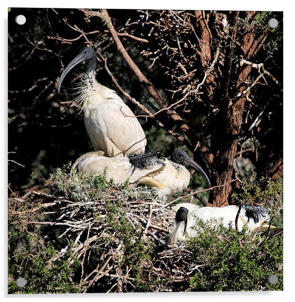 Australian White Ibis Nesting Acrylic by Carole-Anne Fooks