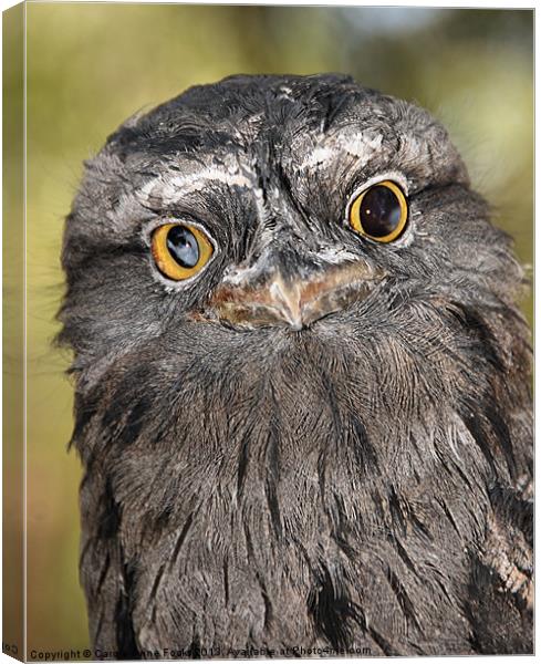 Tawny Frogmouth Portrait Canvas Print by Carole-Anne Fooks
