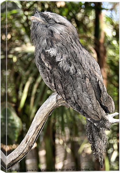 Tawny Frogmouth in Profile Canvas Print by Carole-Anne Fooks