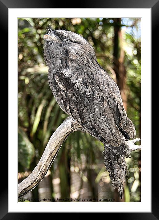 Tawny Frogmouth in Profile Framed Mounted Print by Carole-Anne Fooks