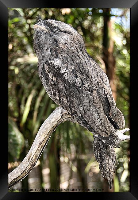 Tawny Frogmouth in Profile Framed Print by Carole-Anne Fooks