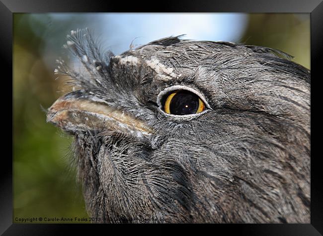 Tawny Frogmouth Portrait Framed Print by Carole-Anne Fooks