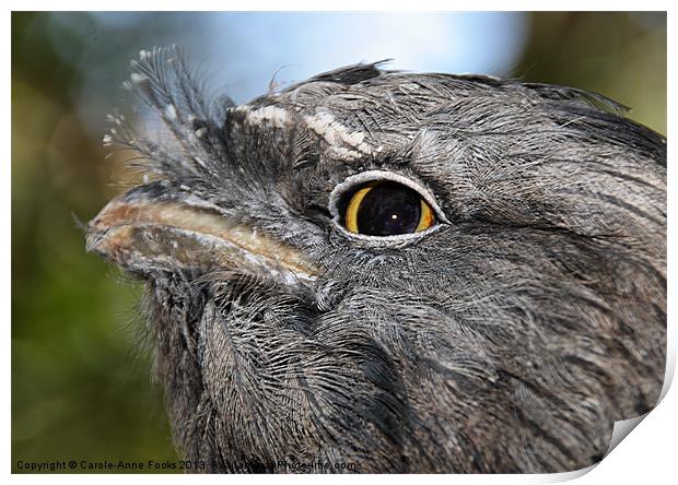 Tawny Frogmouth Portrait Print by Carole-Anne Fooks