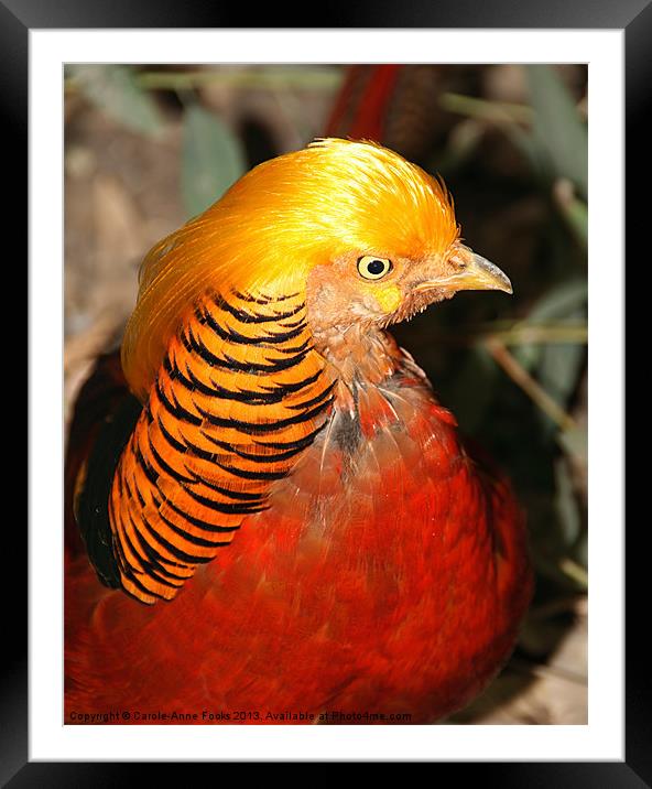 Red Golden Pheasant Framed Mounted Print by Carole-Anne Fooks
