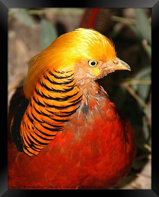 Red Golden Pheasant Framed Print by Carole-Anne Fooks