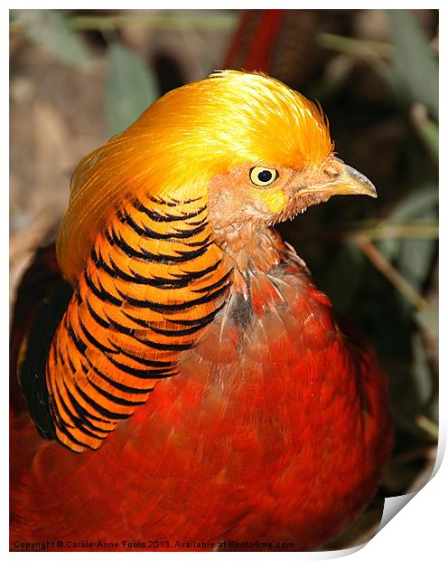 Red Golden Pheasant Print by Carole-Anne Fooks