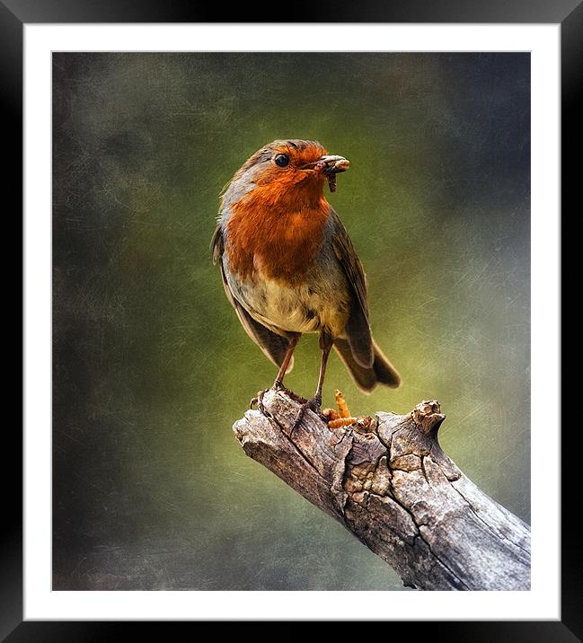 Early Bird Framed Mounted Print by clint hudson