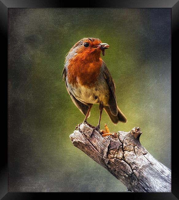 Early Bird Framed Print by clint hudson