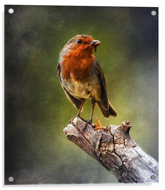 Early Bird Acrylic by clint hudson