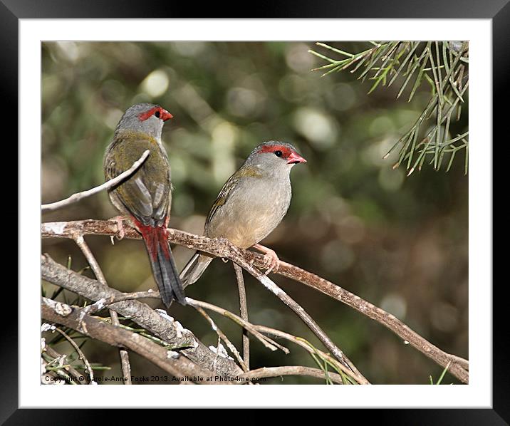 Red-browed Firetail Finch Framed Mounted Print by Carole-Anne Fooks