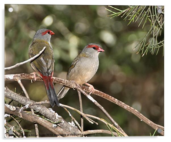 Red-browed Firetail Finch Acrylic by Carole-Anne Fooks