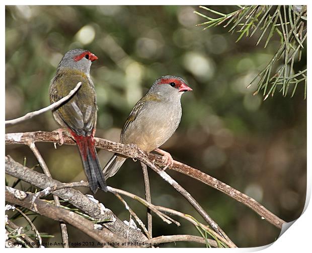 Red-browed Firetail Finch Print by Carole-Anne Fooks