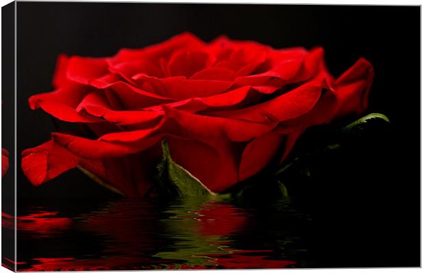 Red Rose Flood Canvas Print by Steve Purnell