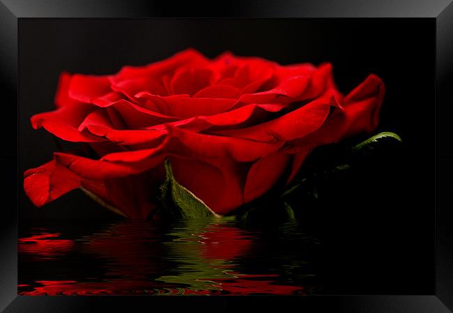 Red Rose Flood Framed Print by Steve Purnell