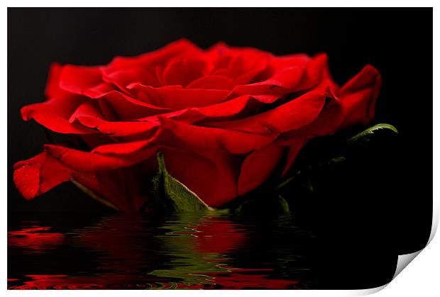 Red Rose Flood Print by Steve Purnell
