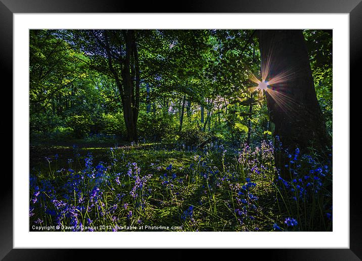 Bluebell Sunset Framed Mounted Print by Dawn O'Connor