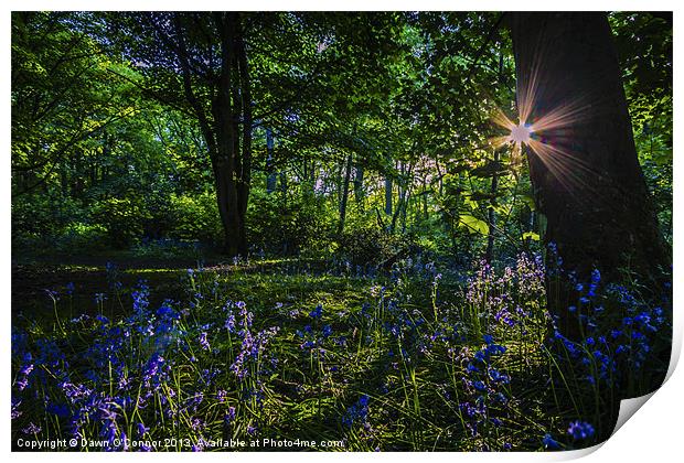Bluebell Sunset Print by Dawn O'Connor