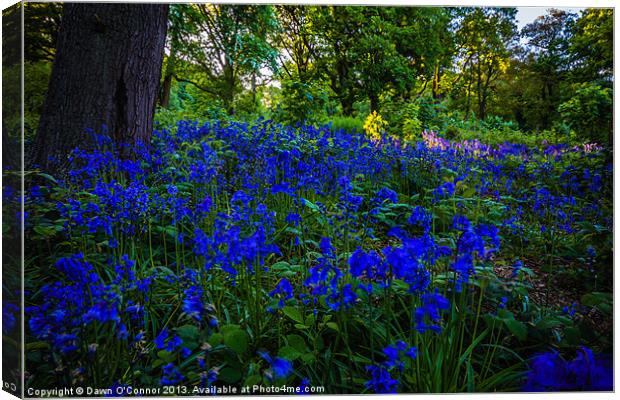 Ashenbank Bluebell Wood Canvas Print by Dawn O'Connor