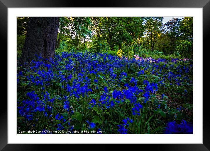 Ashenbank Bluebell Wood Framed Mounted Print by Dawn O'Connor