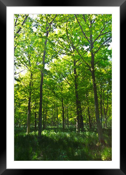A Forest walk Framed Mounted Print by David Pyatt