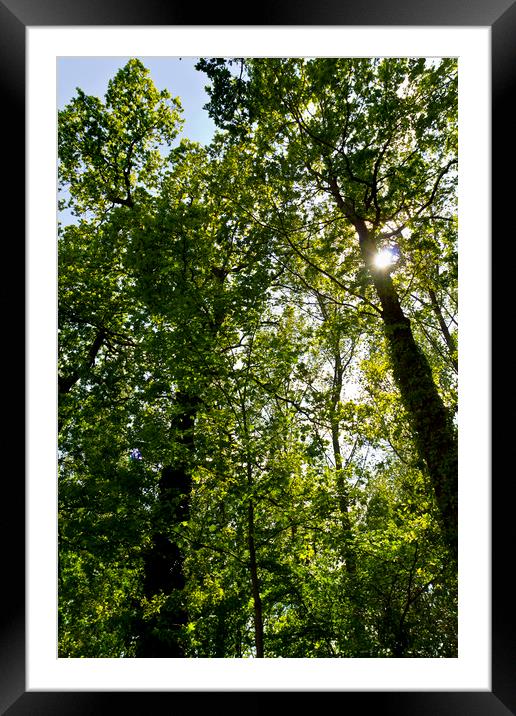 Summer trees Framed Mounted Print by David Pyatt