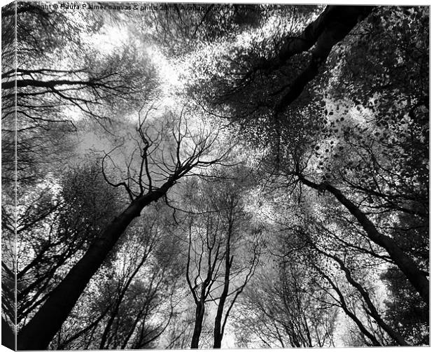 Tree canopies in black and white Canvas Print by Paula Palmer canvas