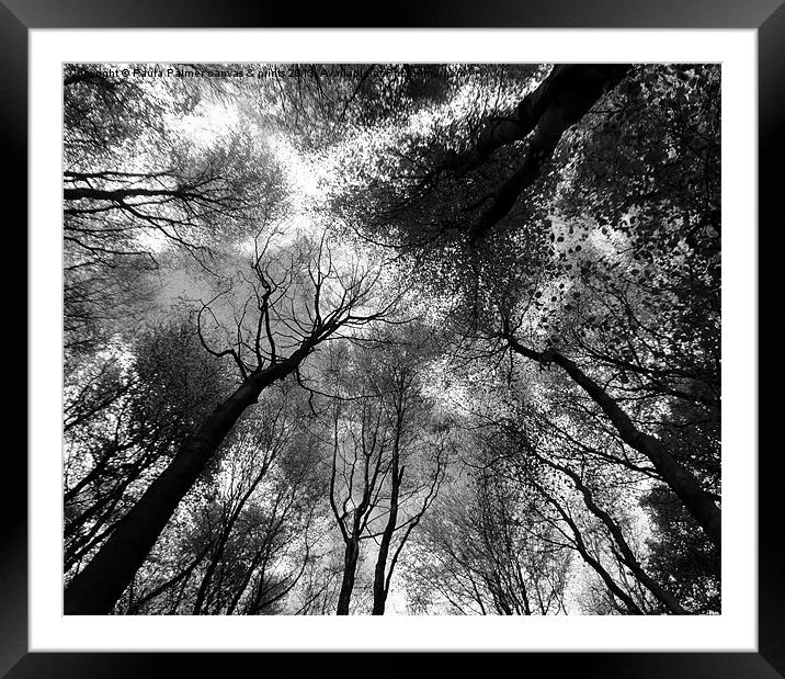 Tree canopies in black and white Framed Mounted Print by Paula Palmer canvas